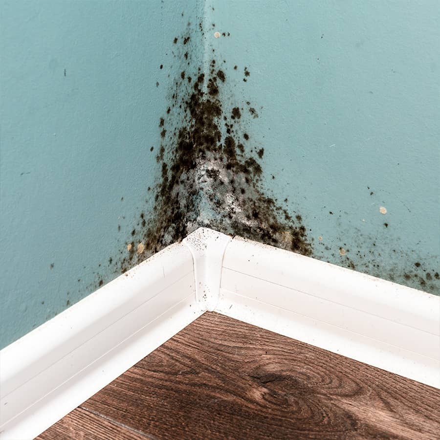 Best Mold Inspection Baltimore Maryland | Property Inspection Pros